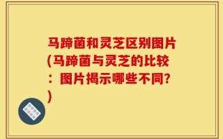 马蹄菌和灵芝区别图片(马蹄菌与灵芝的比较：图片揭示哪些不同？)