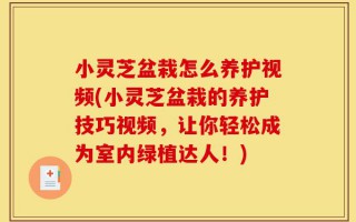 小灵芝盆栽怎么养护视频(小灵芝盆栽的养护技巧视频，让你轻松成为室内绿植达人！)