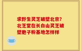求野生灵芝破壁北京？北芝堂在长白山灵芝破壁胞子粉基地怎样样