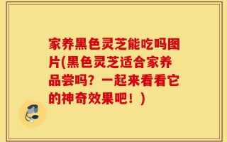 家养黑色灵芝能吃吗图片(黑色灵芝适合家养品尝吗？一起来看看它的神奇效果吧！)