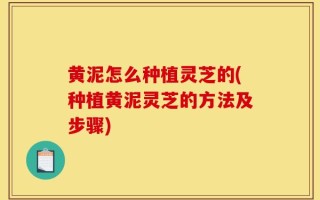 黄泥怎么种植灵芝的(种植黄泥灵芝的方法及步骤)