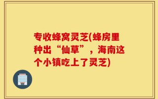 专收蜂窝灵芝(蜂房里种出“仙草”，海南这个小镇吃上了灵芝)