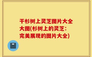 干杉树上灵芝图片大全大图(杉树上的灵芝：完美展现的图片大全)