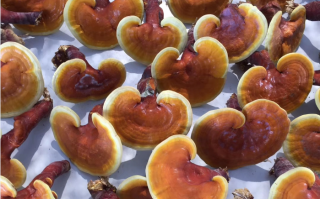 灵芝孢子粉哪种品牌最好？灵芝朵越大灵芝孢子粉质量越好吗？