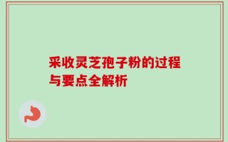 采收灵芝孢子粉的过程与要点全解析