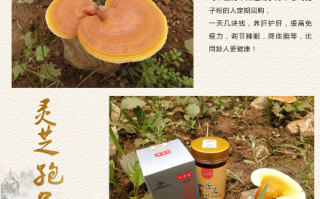 灵芝孢子粉的功效有哪些 灵芝孢子粉三大作用守护健康
