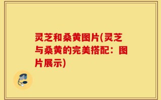 灵芝和桑黄图片(灵芝与桑黄的完美搭配：图片展示)