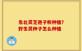 东北灵芝孢子粉种植？野生灵种子怎么种植