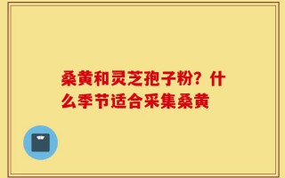 桑黄和灵芝孢子粉？什么季节适合采集桑黄