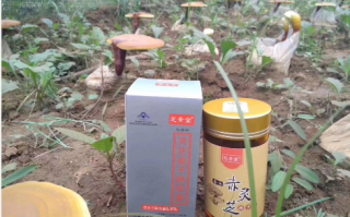 春季提高免疫力，选择哪家灵芝孢子粉品牌好？