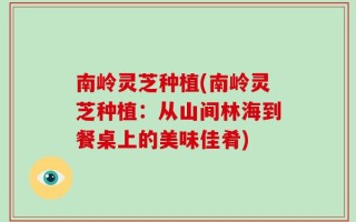 南岭灵芝种植(南岭灵芝种植：从山间林海到餐桌上的美味佳肴)