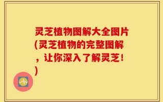 灵芝植物图解大全图片(灵芝植物的完整图解，让你深入了解灵芝！)