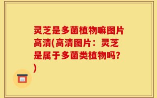灵芝是多菌植物嘛图片高清(高清图片：灵芝是属于多菌类植物吗？)