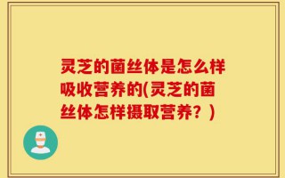 灵芝的菌丝体是怎么样吸收营养的(灵芝的菌丝体怎样摄取营养？)