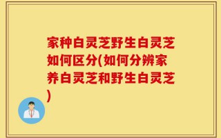 家种白灵芝野生白灵芝如何区分(如何分辨家养白灵芝和野生白灵芝)