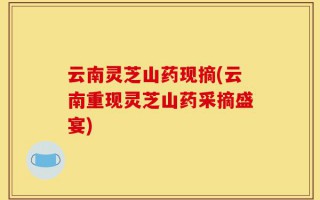 云南灵芝山药现摘(云南重现灵芝山药采摘盛宴)