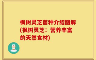 枫树灵芝菌种介绍图解(枫树灵芝：营养丰富的天然食材)