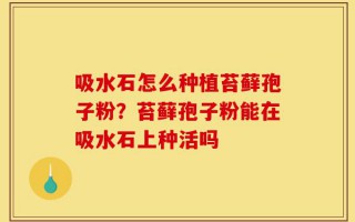 吸水石怎么种植苔藓孢子粉？苔藓孢子粉能在吸水石上种活吗
