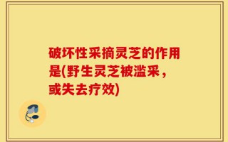 破坏性采摘灵芝的作用是(野生灵芝被滥采，或失去疗效)