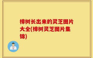 樟树长出来的灵芝图片大全(樟树灵芝图片集锦)