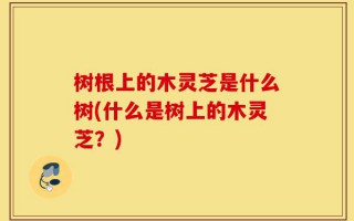 树根上的木灵芝是什么树(什么是树上的木灵芝？)