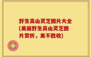 野生高山灵芝图片大全(美丽野生高山灵芝图片赏析，美不胜收)