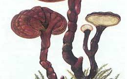 野生灵芝有毒吗？