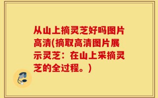从山上摘灵芝好吗图片高清(摘取高清图片展示灵芝：在山上采摘灵芝的全过程。)