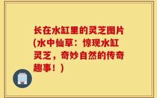 长在水缸里的灵芝图片(水中仙草：惊现水缸灵芝，奇妙自然的传奇趣事！)