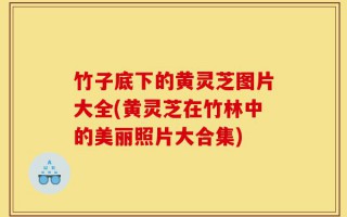 竹子底下的黄灵芝图片大全(黄灵芝在竹林中的美丽照片大合集)
