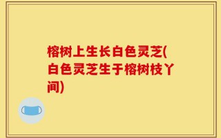 榕树上生长白色灵芝(白色灵芝生于榕树枝丫间)