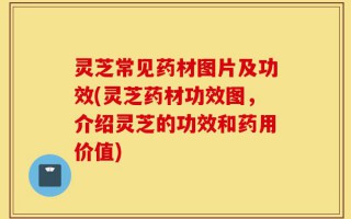 灵芝常见药材图片及功效(灵芝药材功效图，介绍灵芝的功效和药用价值)
