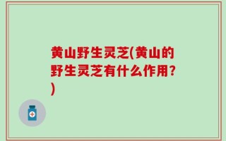 黄山野生灵芝(黄山的野生灵芝有什么作用？)
