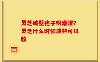 灵芝破壁孢子粉潮湿？灵芝什么时候成熟可以收