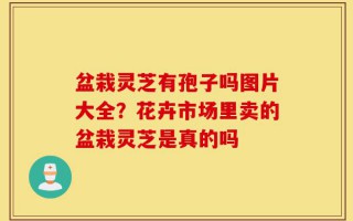 盆栽灵芝有孢子吗图片大全？花卉市场里卖的盆栽灵芝是真的吗