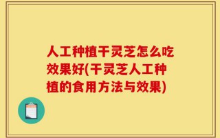 人工种植干灵芝怎么吃效果好(干灵芝人工种植的食用方法与效果)