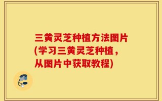 三黄灵芝种植方法图片(学习三黄灵芝种植，从图片中获取教程)