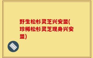 野生松杉灵芝兴安盟(珍稀松杉灵芝现身兴安盟)