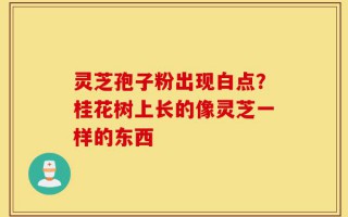 灵芝孢子粉出现白点？桂花树上长的像灵芝一样的东西