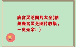 鹿含灵芝图片大全(精美鹿含灵芝图片收集，一览无余！)