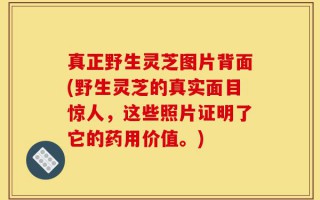 真正野生灵芝图片背面(野生灵芝的真实面目惊人，这些照片证明了它的药用价值。)