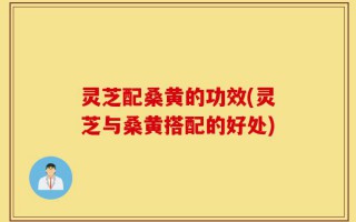 灵芝配桑黄的功效(灵芝与桑黄搭配的好处)