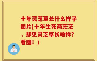 十年灵芝草长什么样子图片(十年生死两茫茫，却见灵芝草长啥样？看图！)
