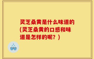 灵芝桑黄是什么味道的(灵芝桑黄的口感和味道是怎样的呢？)