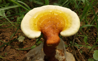 灵芝孢子粉减肥吗？效果好不好？