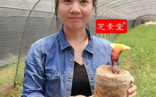 女人长期吃 灵芝孢子粉的好处 您知道吗？