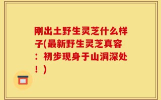 刚出土野生灵芝什么样子(最新野生灵芝真容：初步现身于山洞深处！)