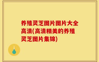 养殖灵芝图片图片大全高清(高清精美的养殖灵芝图片集锦)