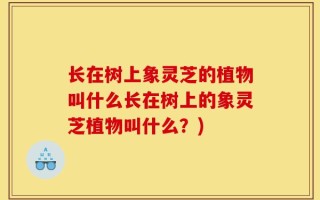长在树上象灵芝的植物叫什么长在树上的象灵芝植物叫什么？)