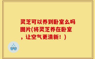 灵芝可以养到卧室么吗图片(将灵芝养在卧室，让空气更清新！)